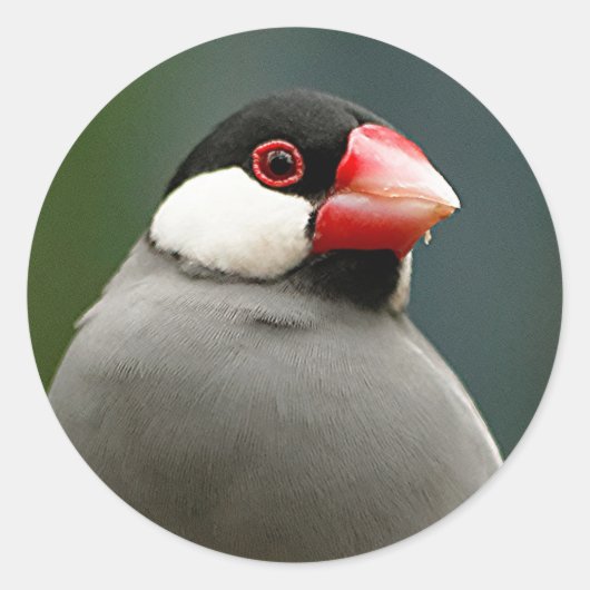 ジャバフィンチ ラウンドシール (正面)