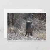 ジャバリーナ ポストカード (正面/裏面)