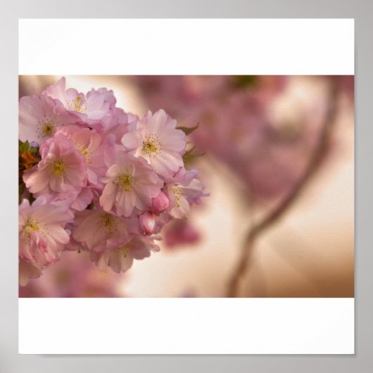 ジャパニッシュ・キルシュブリュートのポスター ポスター (正面)