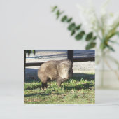 ジャベリナ ポストカード (スタンド正面)