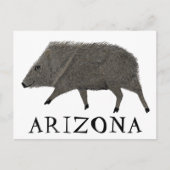 ジャベリーナアリゾナ砂漠ワイルドアニマルペカリー自然 ポストカード (正面)