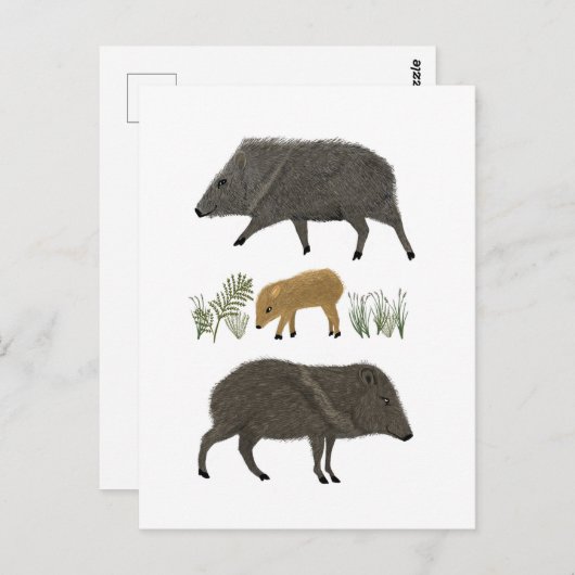 ジャベリーナファミリーポートレート砂漠の動物 ポストカード (正面/裏面)