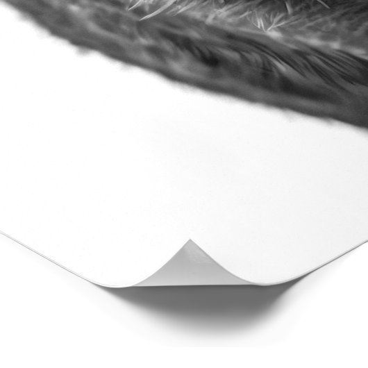 ジャベリーナペッカリーピグデザートポートレート白黒 ポスター (角)