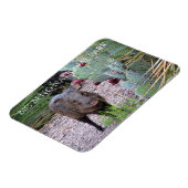 ジャベリーナ、プリックリーナシ、ビッグベンド国立公園 マグネット (左側)