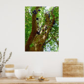 ジャボティカバツリー ポスター (キッチン)