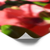 ジャポニカ(Chaenomeles japonica) ポスター (角)