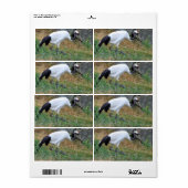 ジャポネンス ラベル (フルシート)