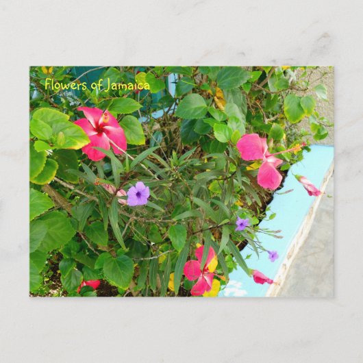 ジャマイカの花 ポストカード (正面)