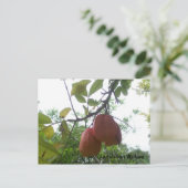 ジャマイカアクキー写真ポストカード ポストカード (スタンド正面)