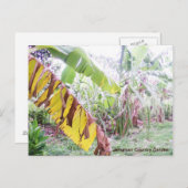 ジャマイカカントリーガーデン ポストカード (正面/裏面)