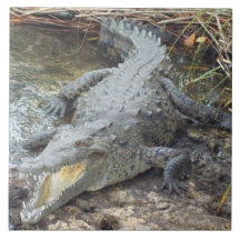 ジャマイカソルトウォーターワニ