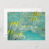 ジャマイカフィッシュカード ポストカード (正面/裏面)