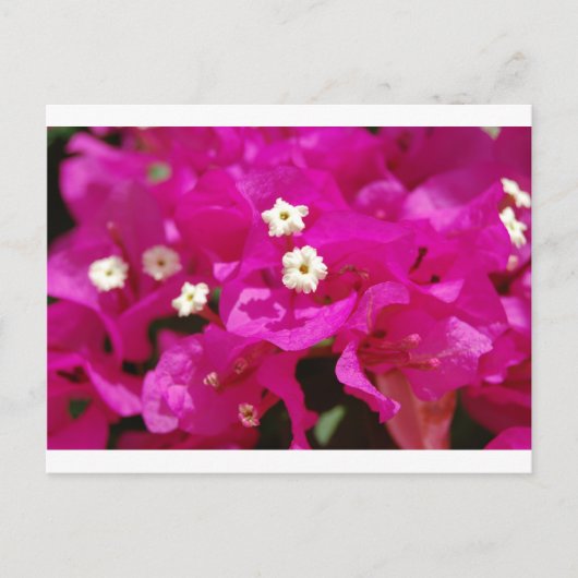 ジャマイカ・ネグリル ポストカード (正面)