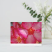 ジャマイカ・ネグリル ポストカード (スタンド正面)