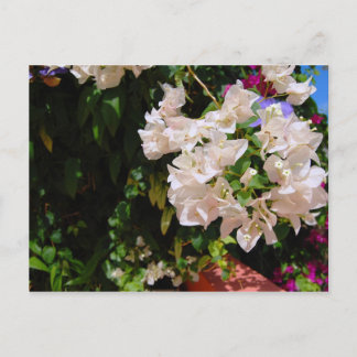 ジャマイカ・ネグリル ポストカード