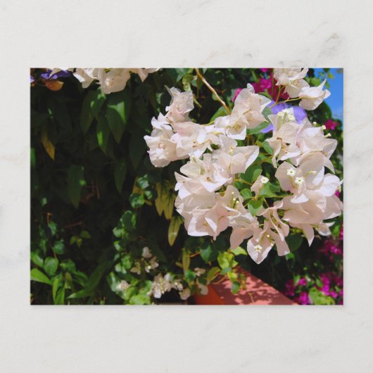 ジャマイカ・ネグリル ポストカード (正面)