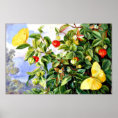 ジャマイカ,ピタンガの葉,花と果実 ポスター (正面)