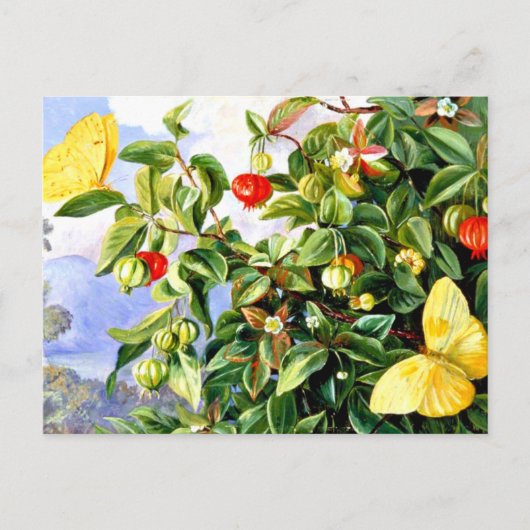 ジャマイカ，ピタンガの葉，花と果実 ポストカード (正面)