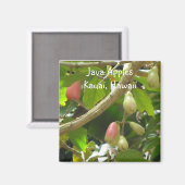 ジャワリンゴ マグネット (正面/裏面)