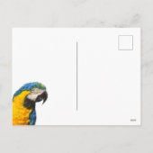 ジャングルと青い黄色のマカオ シーズンポストカード (裏面)