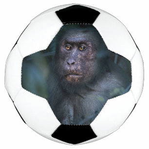 ジャングルのサル サッカーボール