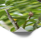 ジャングルのサル ポスター (角)