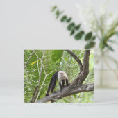 ジャングルのサル ポストカード (スタンド正面)