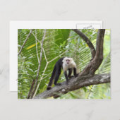 ジャングルのサル ポストカード (正面/裏面)