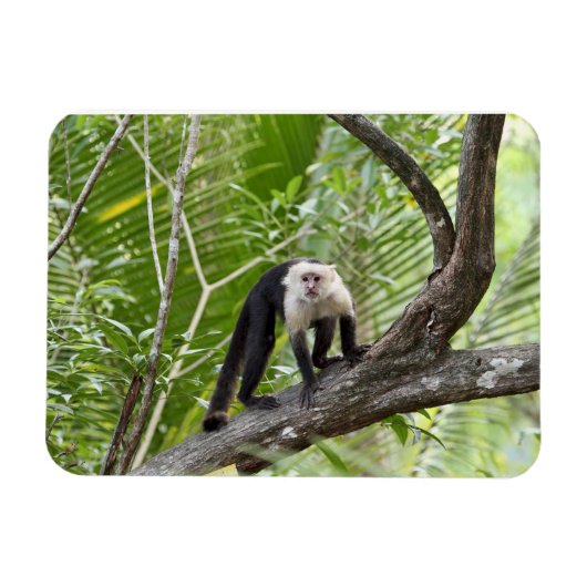 ジャングルのサル マグネット (横)