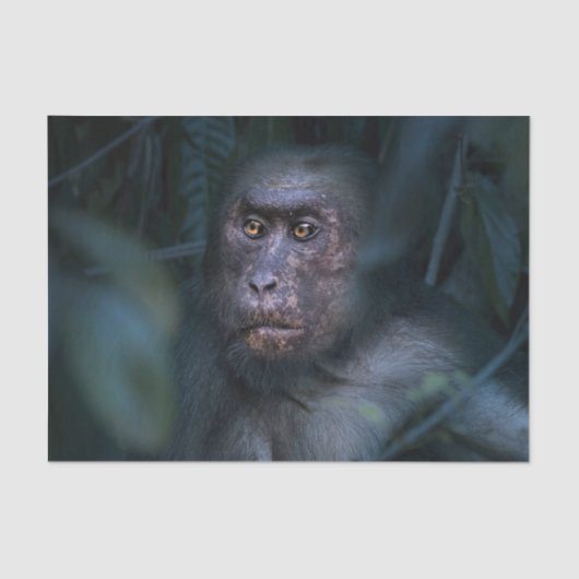 ジャングルのサル 薄葉紙 (正面)