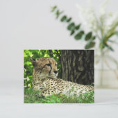 ジャングルのチーター(アシノニュックス・ジュバタス) ポストカード (スタンド正面)