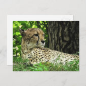 ジャングルのチーター(アシノニュックス・ジュバタス) ポストカード (正面/裏面)