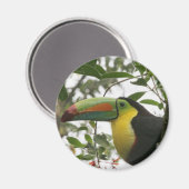 ジャングルのトゥーカン マグネット (正面/裏面)