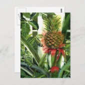ジャングルのパイナップル ポストカード (正面/裏面)