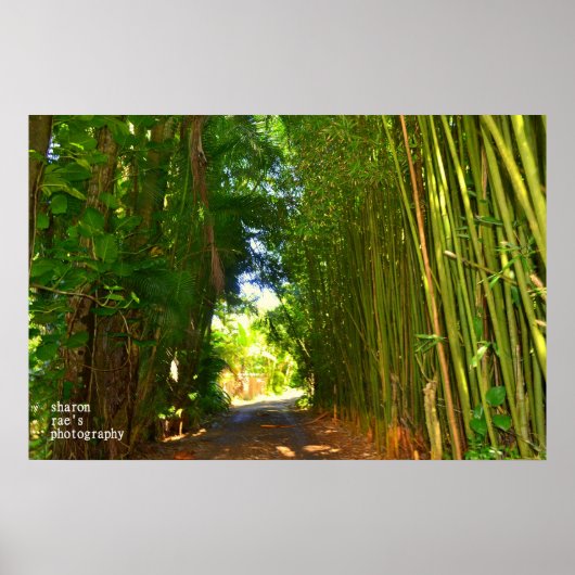 ジャングルのポスター ポスター (正面)