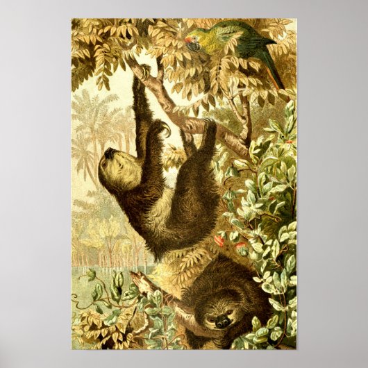 ジャングルのヴィンテージナマケモノとオウム ポスター (正面)