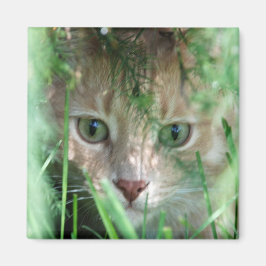 ジャングルの伝説 マグネット