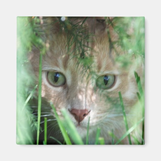 ジャングルの伝説 マグネット (正面)