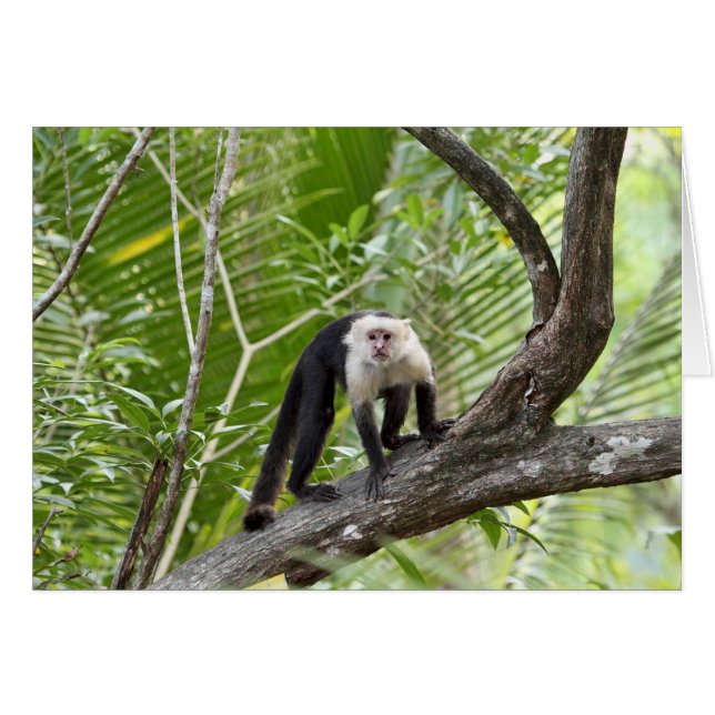 ジャングルの猿 (正面横)