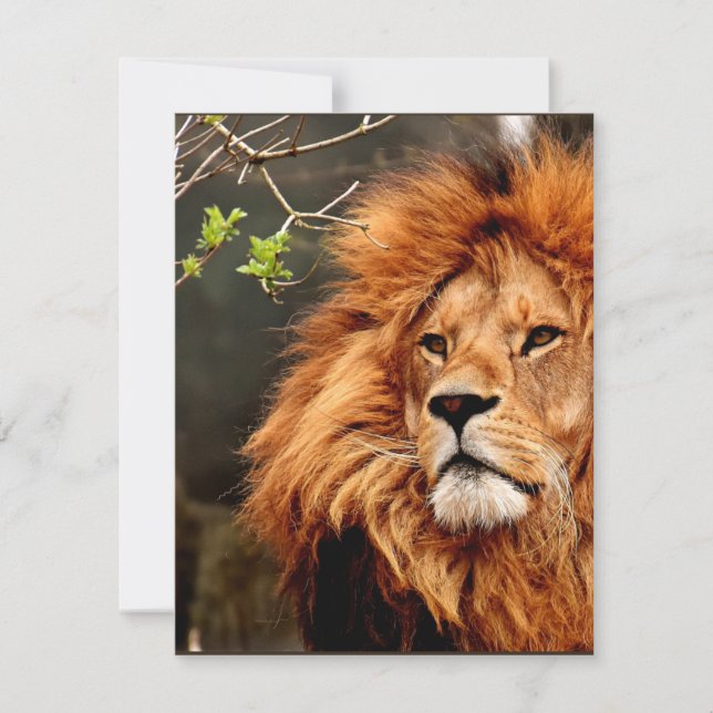 ジャングルの王ライオン (正面)