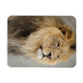 ジャングルの王様を愛するライオン マグネット (横)