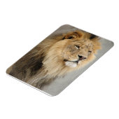 ジャングルの王様を愛するライオン マグネット (左側)