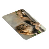 ジャングルの王様を愛するライオン マグネット (右側)