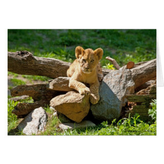 ジャングルの王