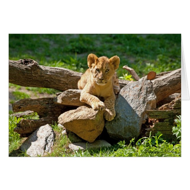 ジャングルの王 (正面横)