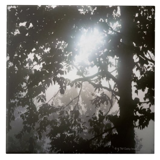 ジャングルの群葉を通した朝の日光 タイル (正面)