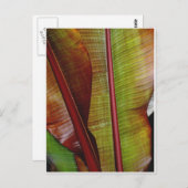 ジャングルの色 ポストカード (正面/裏面)