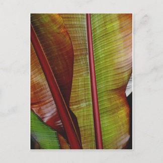 ジャングルの色 ポストカード