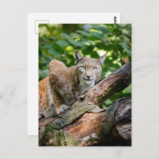 ジャングルの赤いヤマネコ ポストカード (正面/裏面)