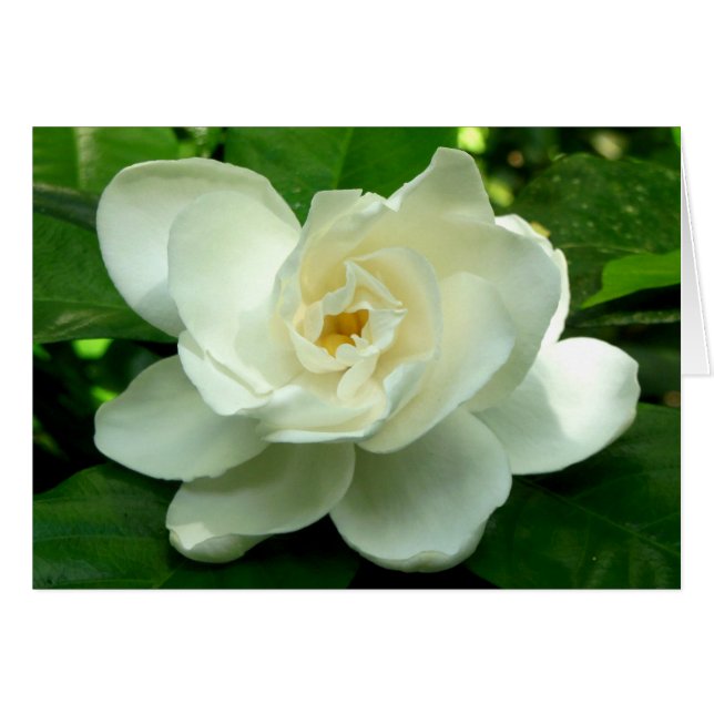 ジャングルのGardenia (正面横)